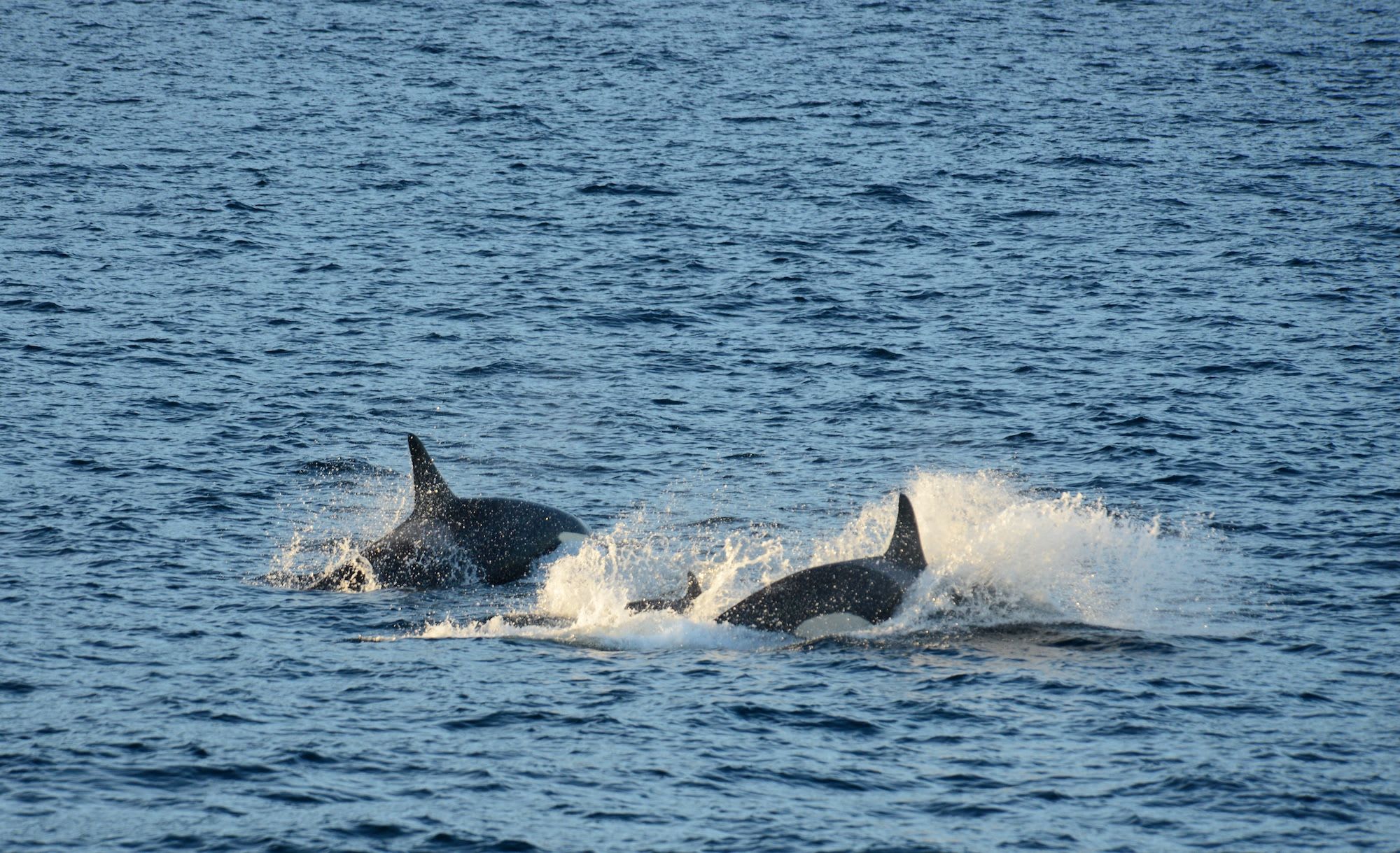 Two orcas splash near ocean surface as they swim together.