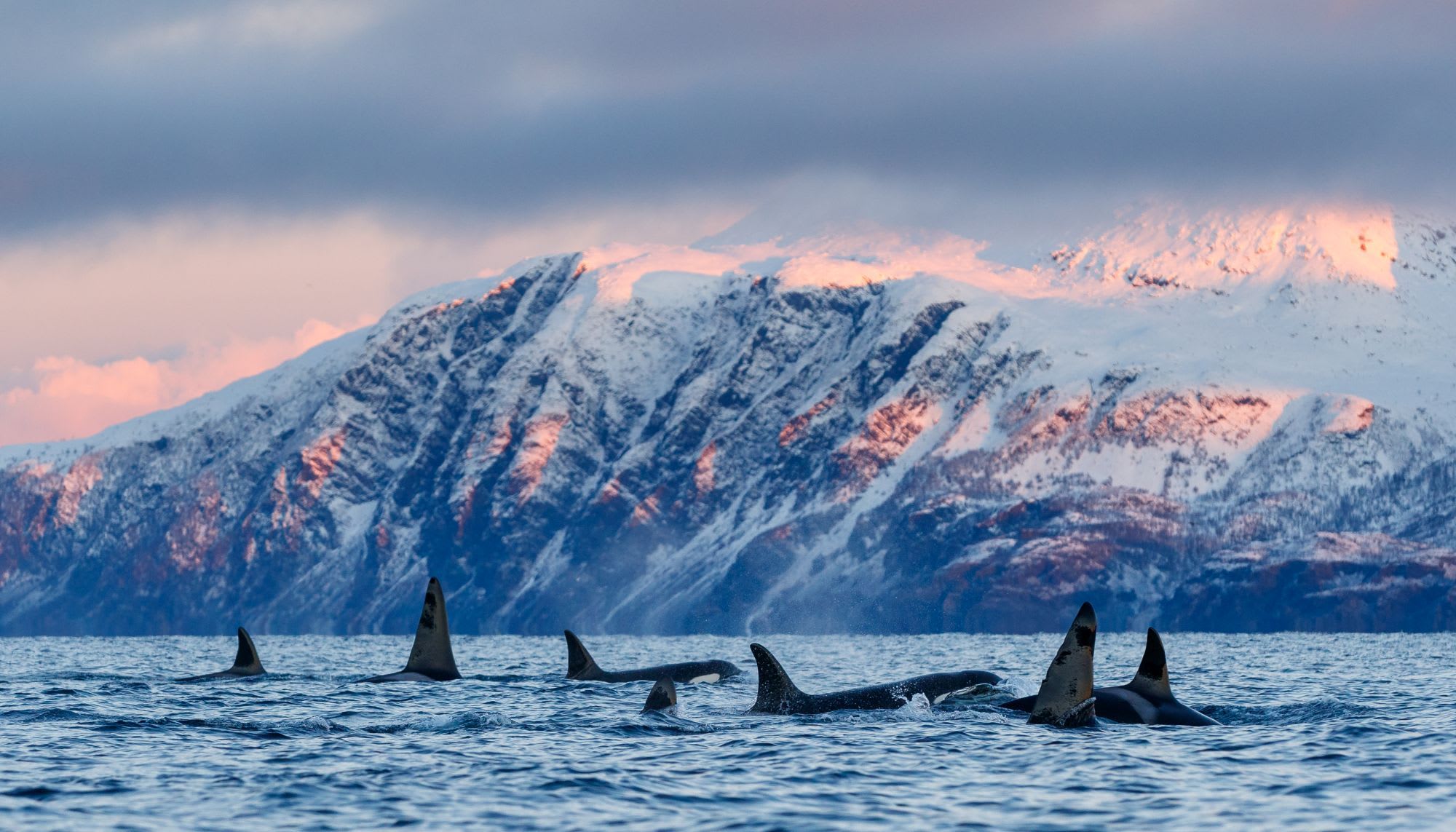 En pod med orkaer svømmer i havet, med snødekte fjell i bakgrunnen og myke rosa nyanser på himmelen, som antyder soloppgang eller solnedgang.