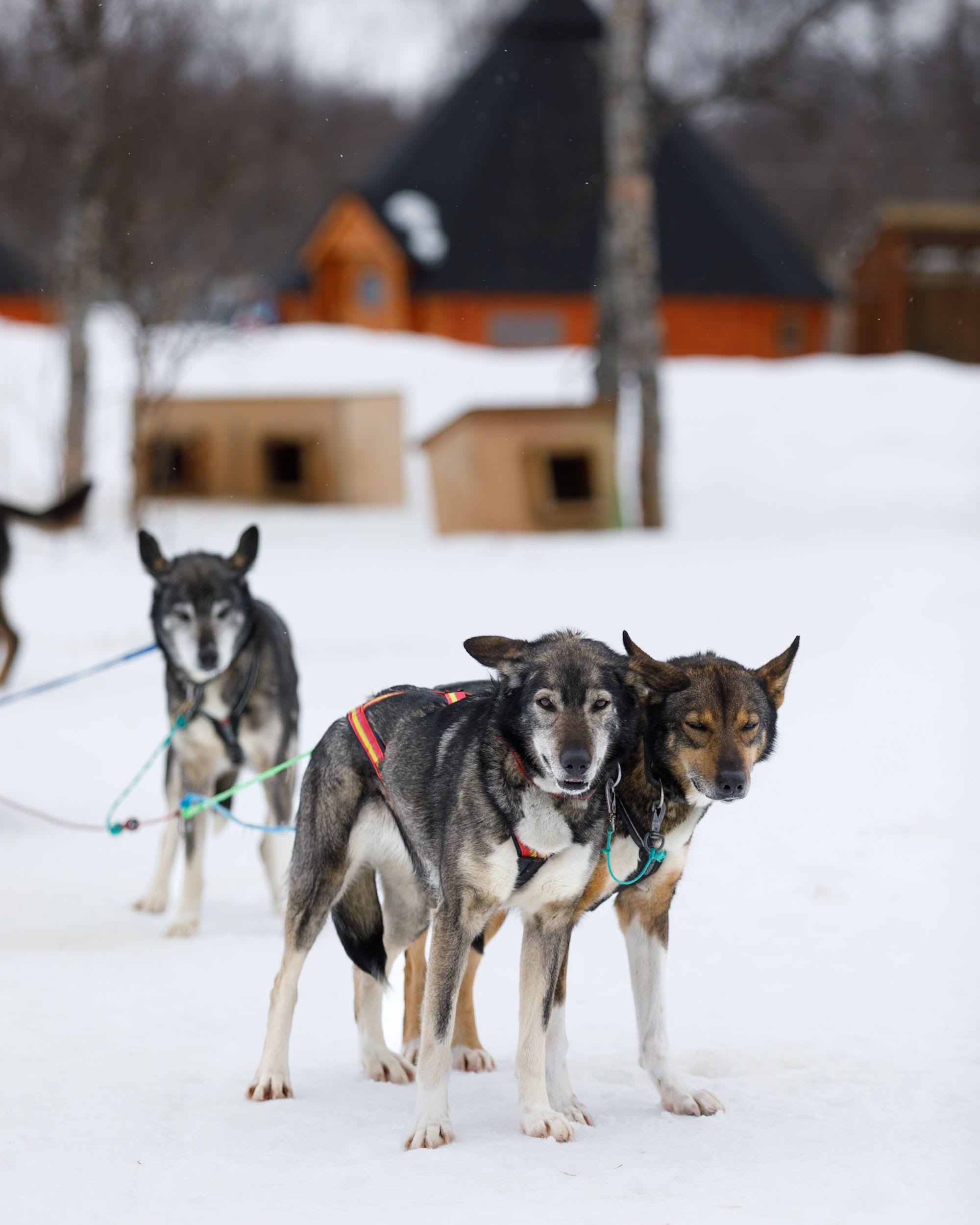 Two sled dogs stand side by side in the snow, one relaxed with eyes closed and the other looking ahead, with doghouses in the background.