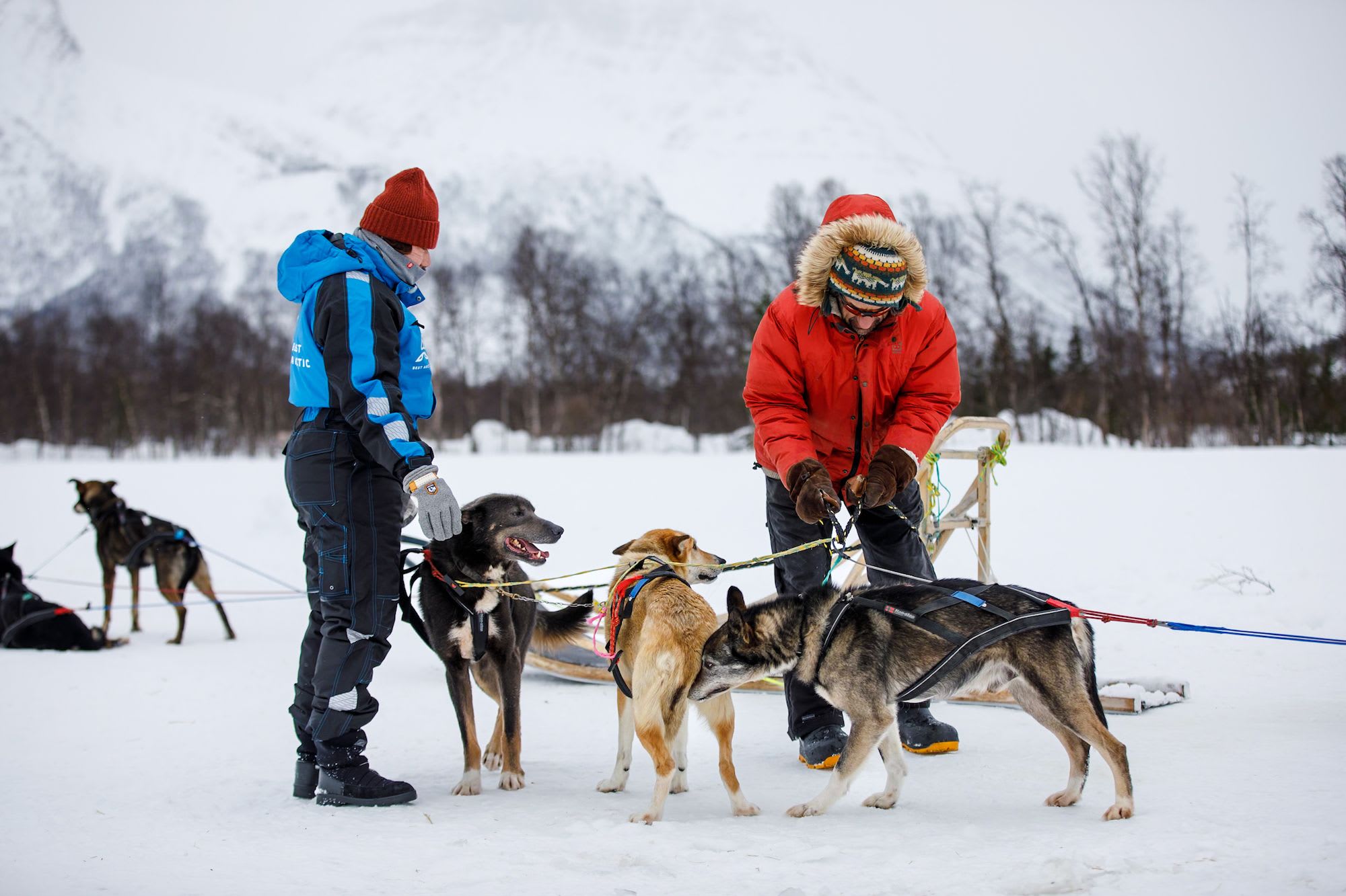 A person in a blue jacket and red beanie stands with a sled dog while another person prepares another dog for the sled in a snowy landscape.
