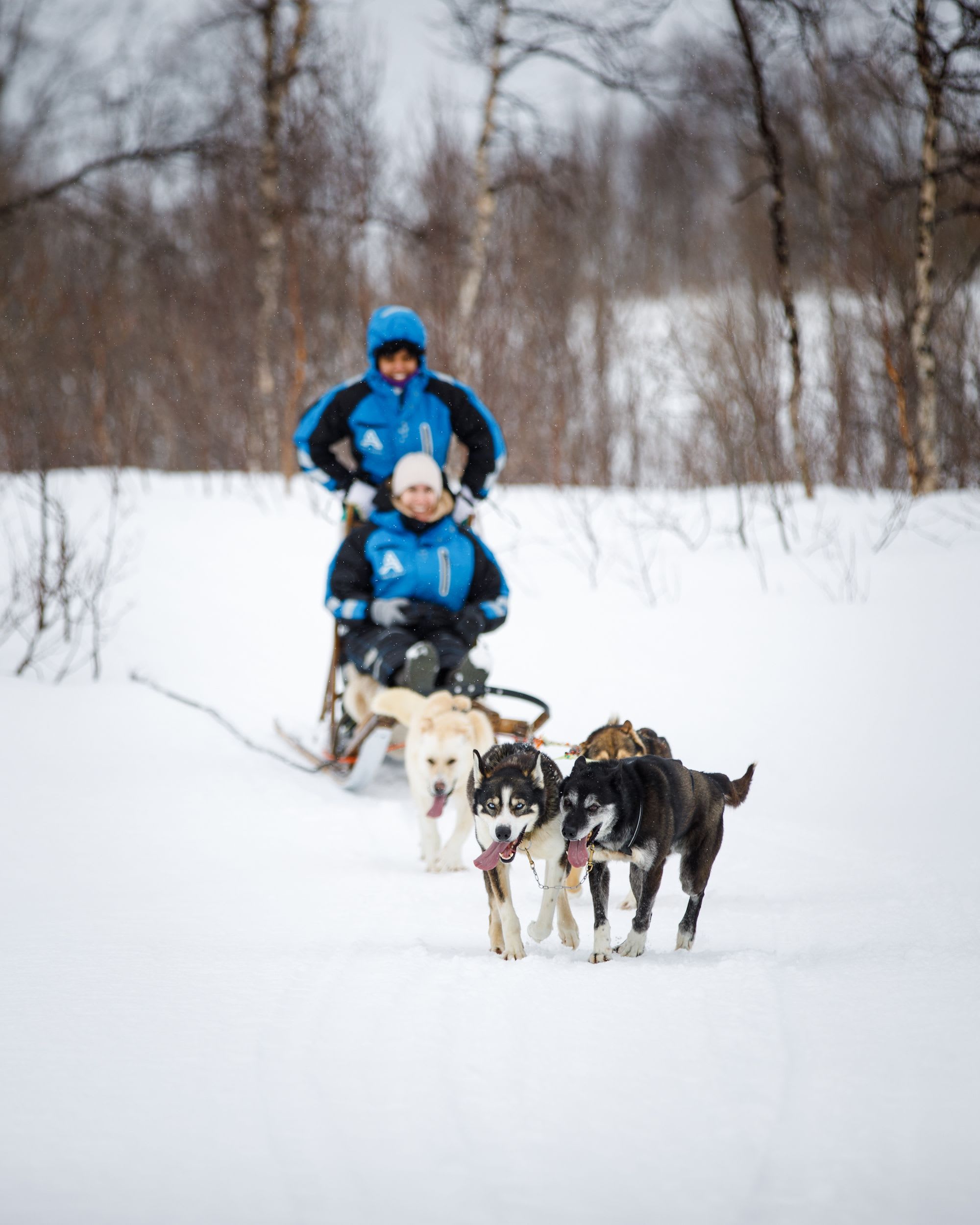 A dog sledding team is seen in a snowy landscape, with dogs energetically trotting and a smiling passenger on the sled.