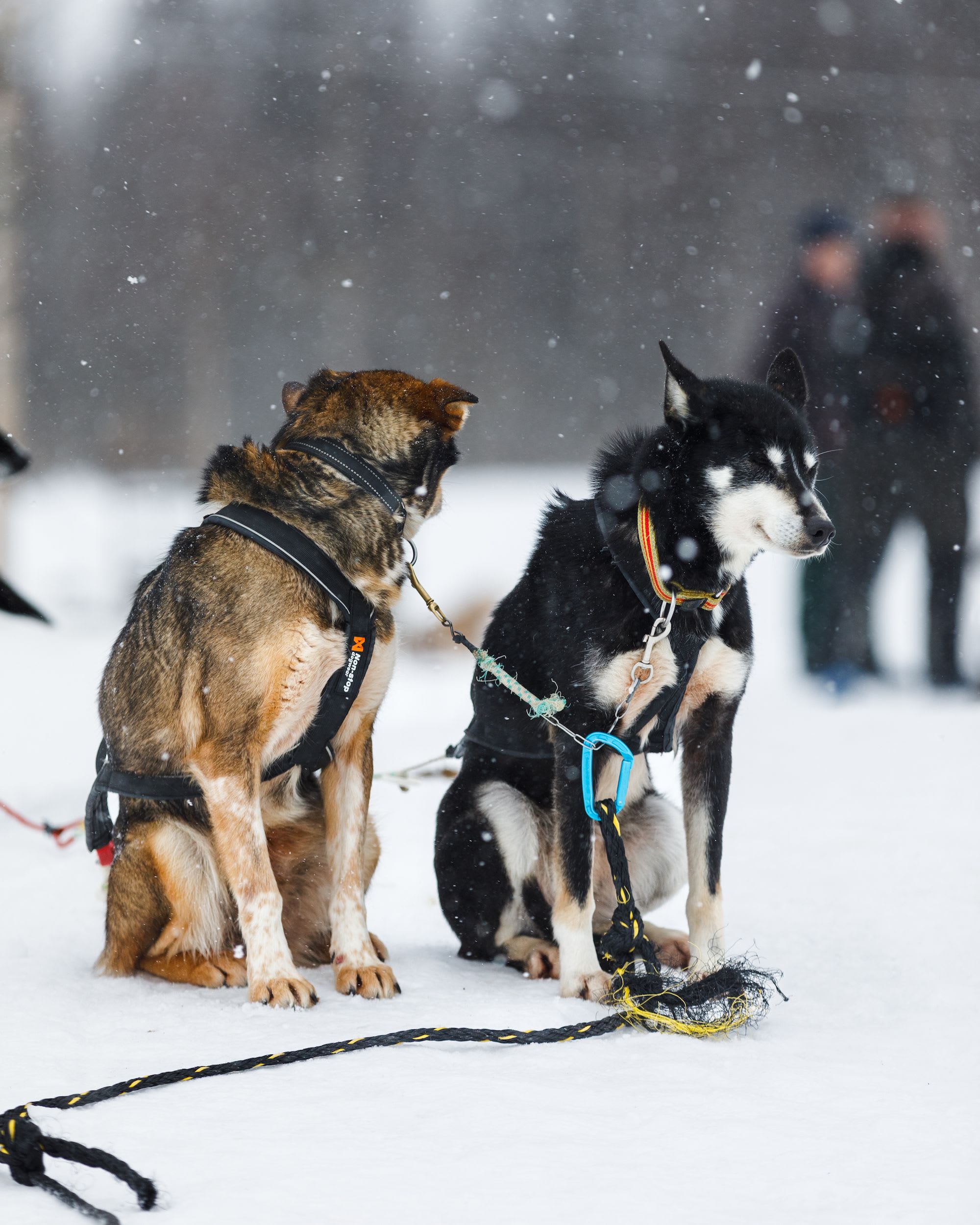 Two sled dogs sit in the snow, facing opposite directions, with one brown and the other a black and white husky, connected by a rope.