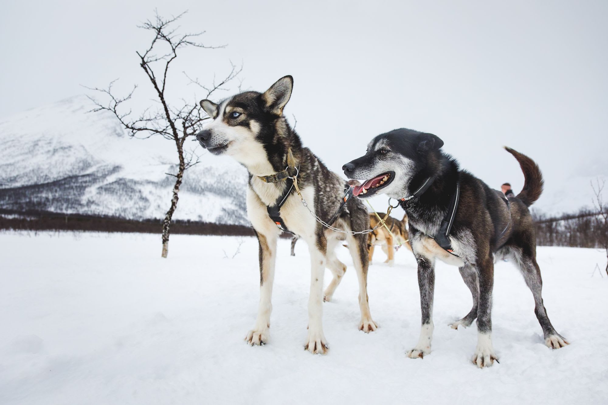 To sledehunder i sele på snødekt terreng, fjell og overskyet himmel i røft landskap.