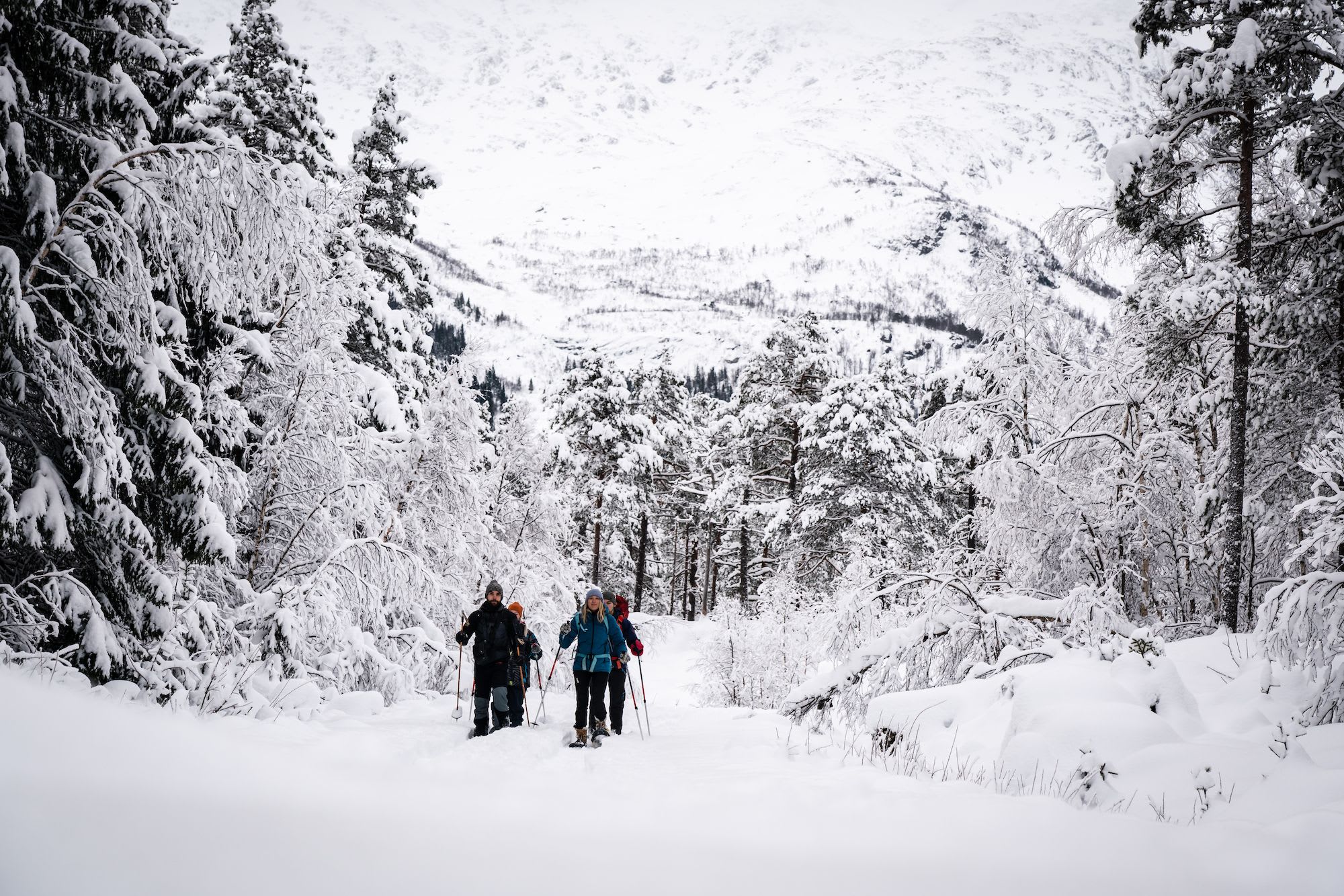Group snowshoeing on forest trail with frosted trees and snowy mountains in background.