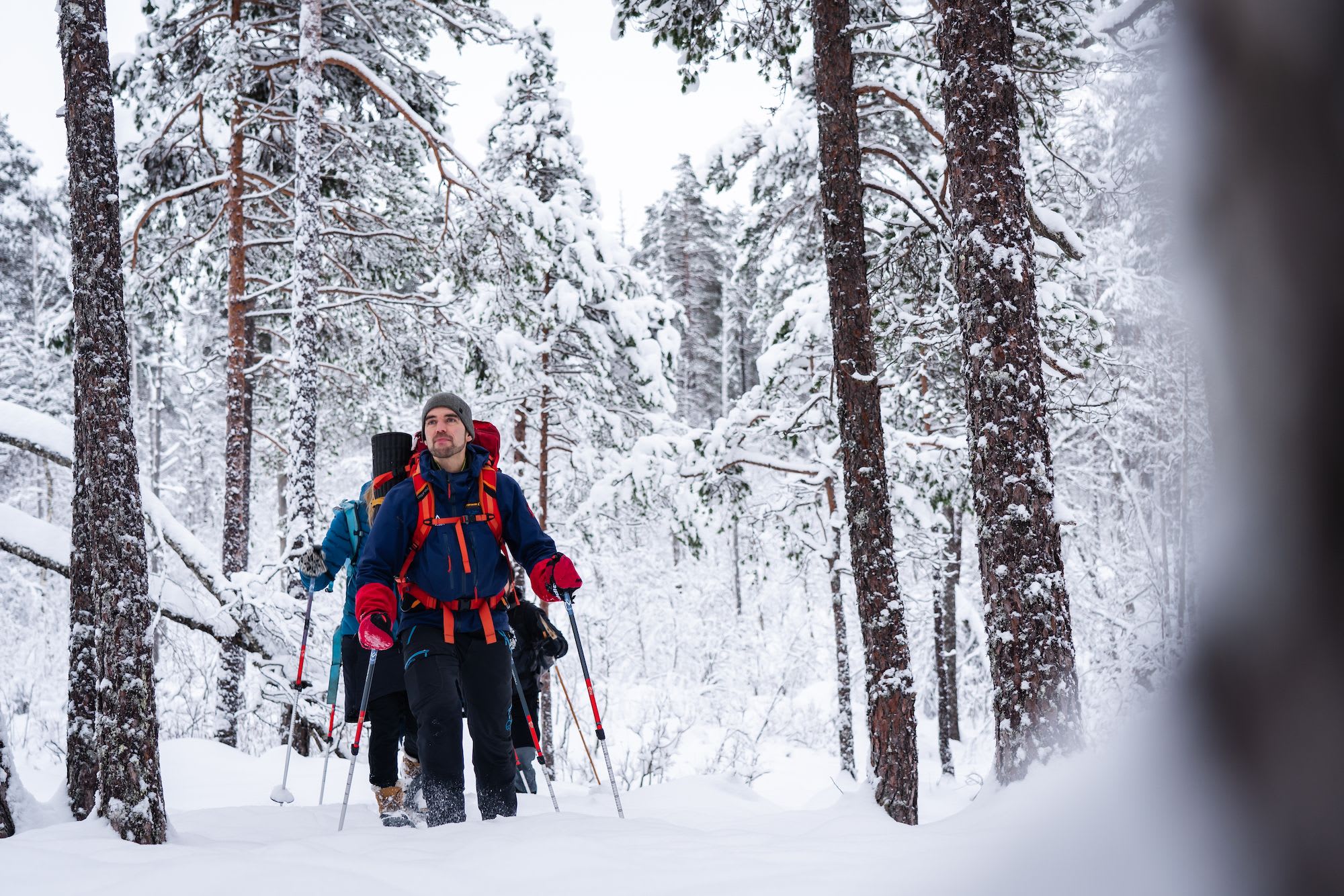 Group hikes through snowy forest with tall pine trees.