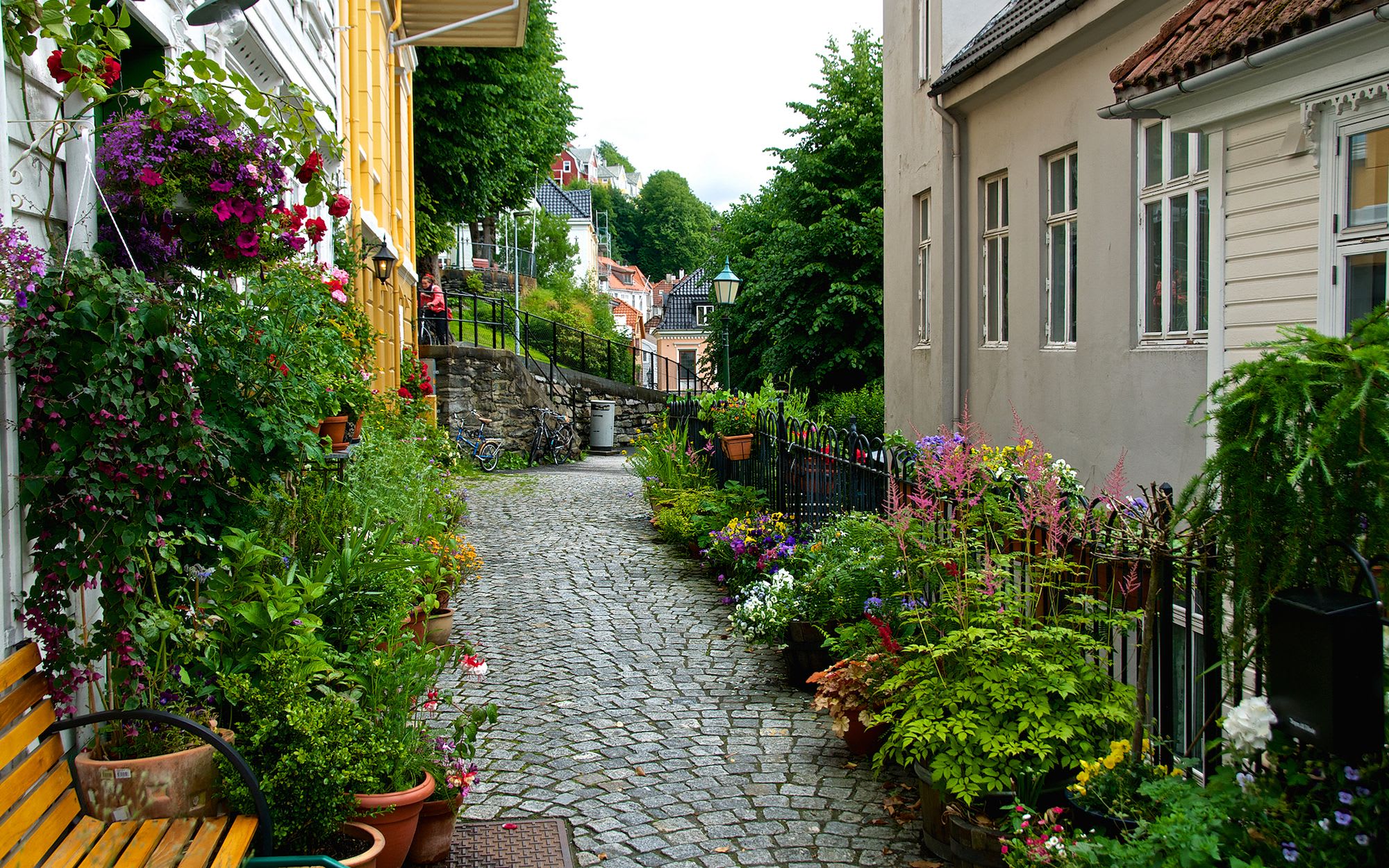 Cobblestone street in Bergen with flower pots and climbing plants between traditional wooden houses.