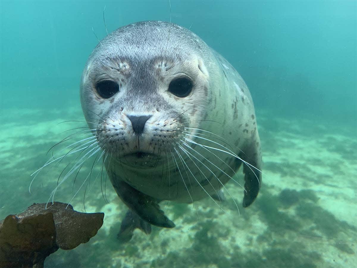 Harbor seals swimming underwater in Sealbay at Atlanterhavsparken aquarium
