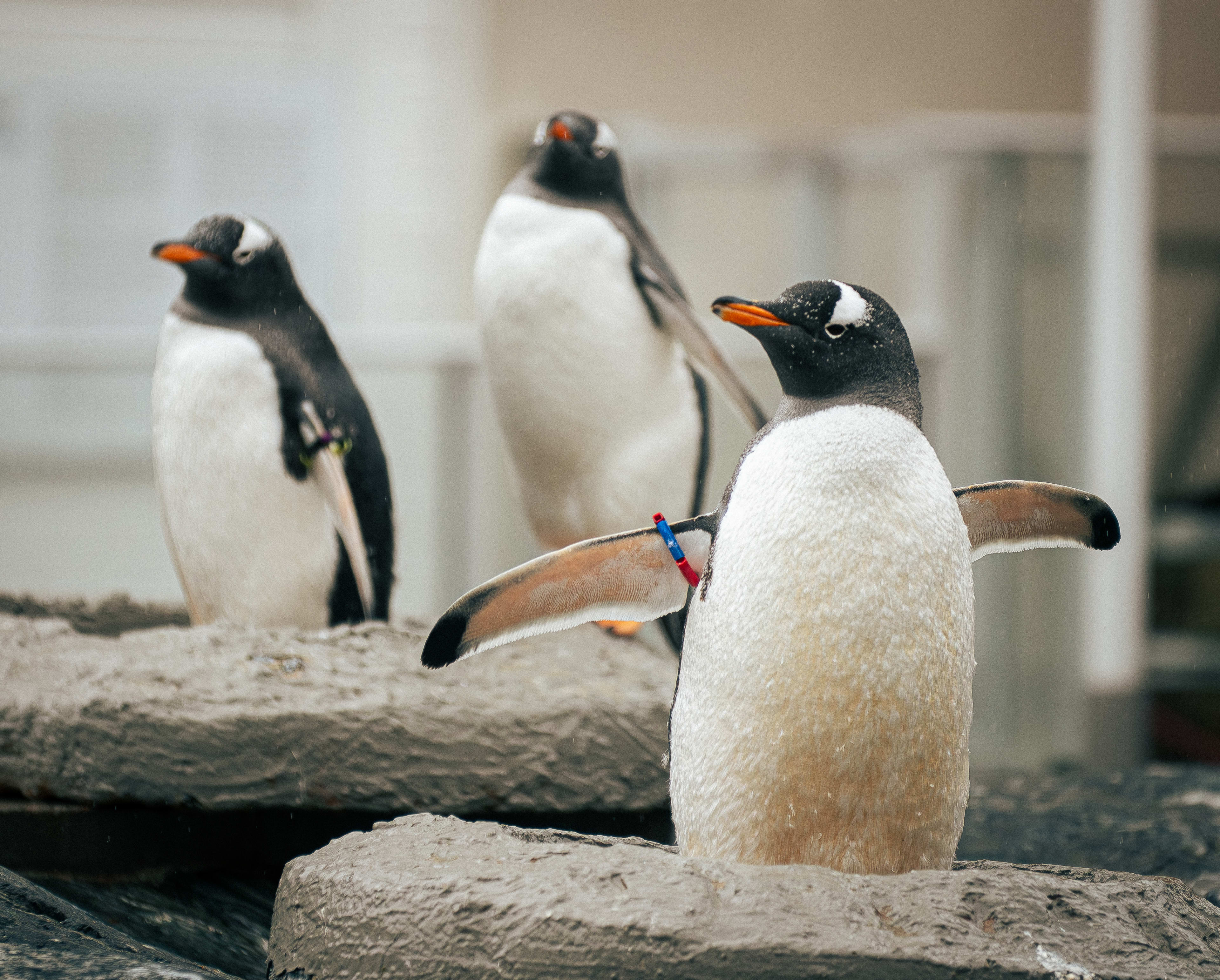 Penguins putting on a show for visitors at Bergen Aquarium in Bergen