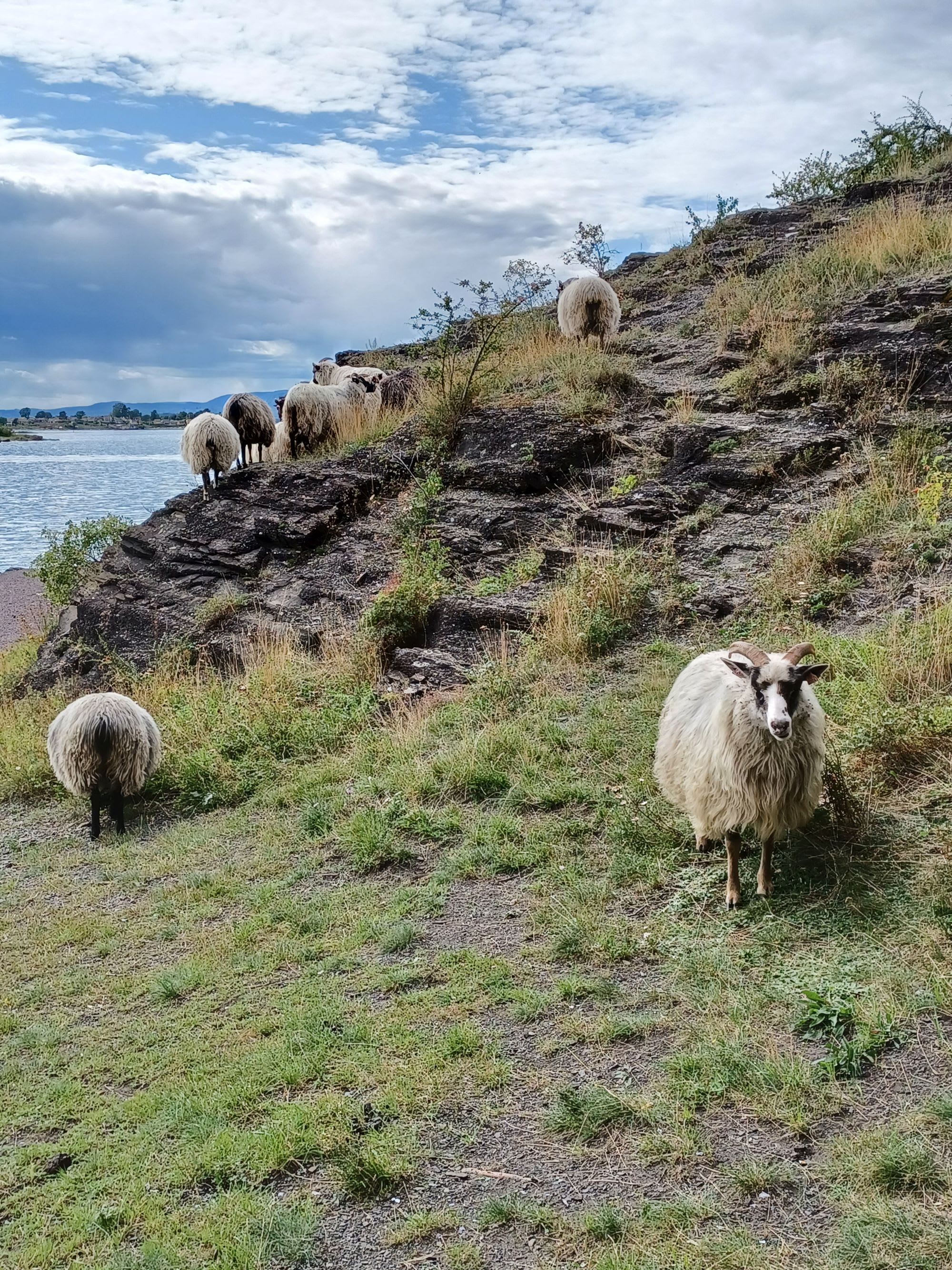 Sheep graze and roam rocky hillside by water with grass patches under partly cloudy sky.