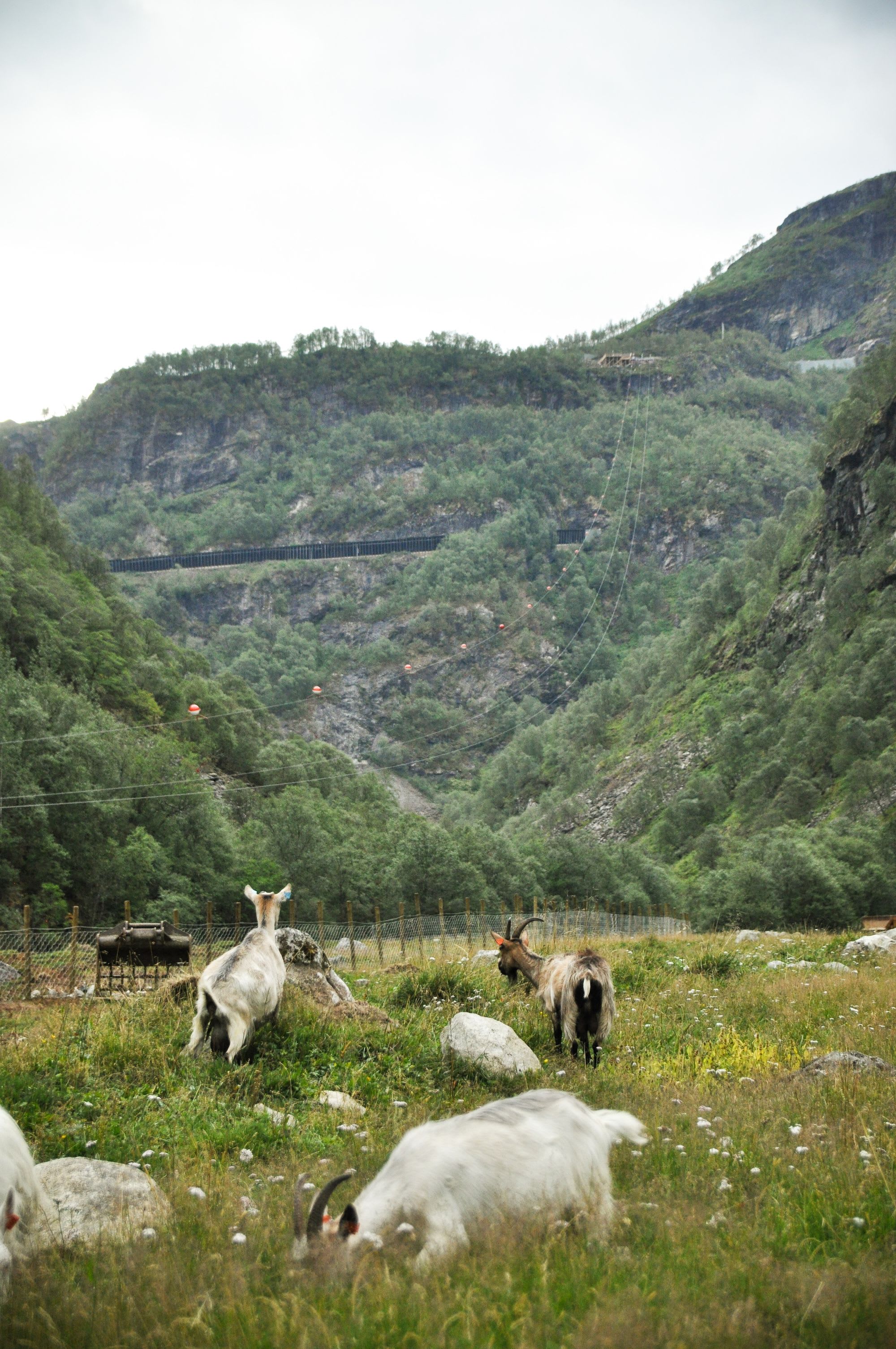 Ziegen grasen nahe Zipline und Bahntrasse.
