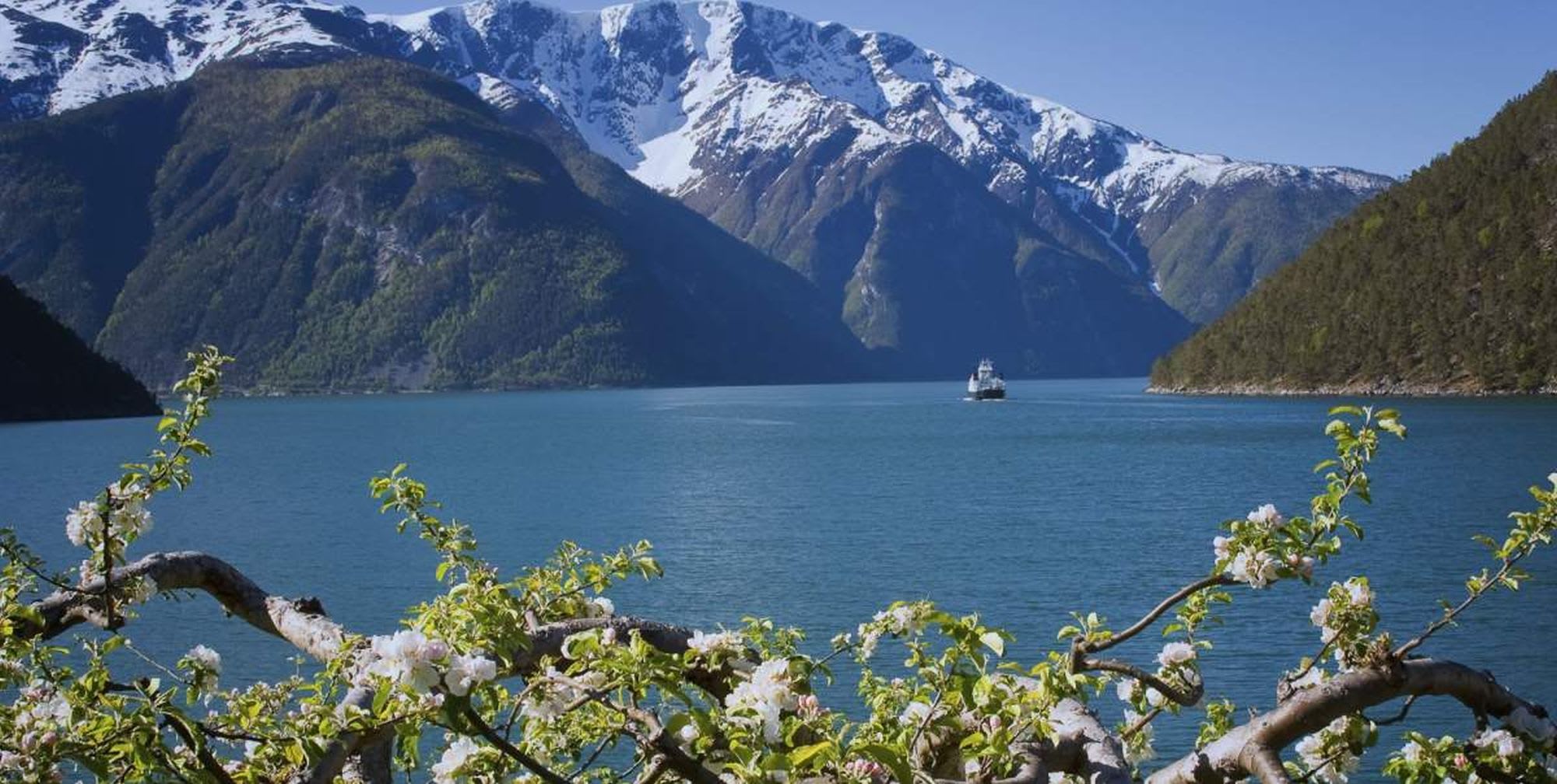 Blühende Zweige am Frühlingsfjord mit Schiff.