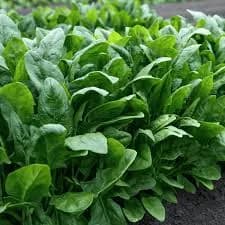 Spinach (Palak)