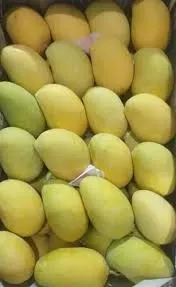Chaunsa Mango