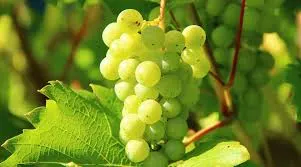 Green Grapes