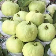 Guava (Amrood)