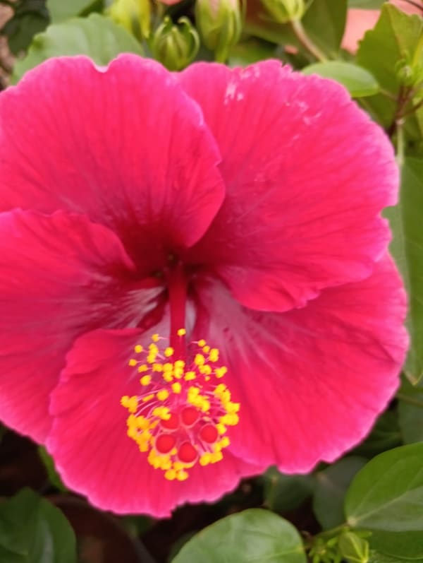 Plant at Deepu Nursery in Jaipur