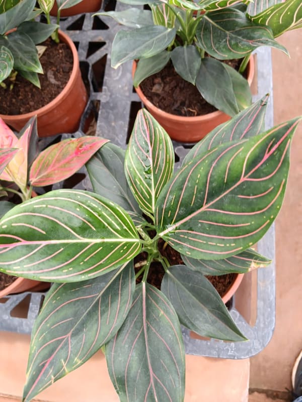 Plant at Deepu Nursery in Jaipur