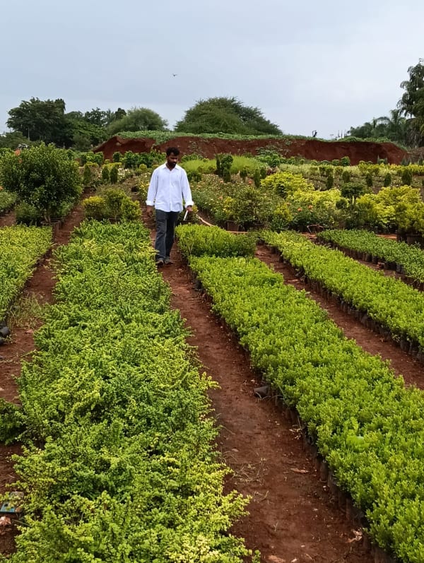 Plant at Deepu Nursery in Jaipur