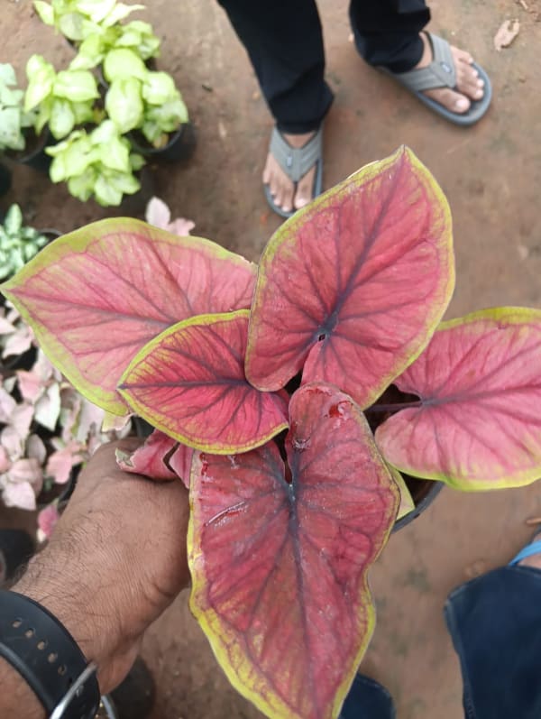 Plant at Deepu Nursery in Jaipur