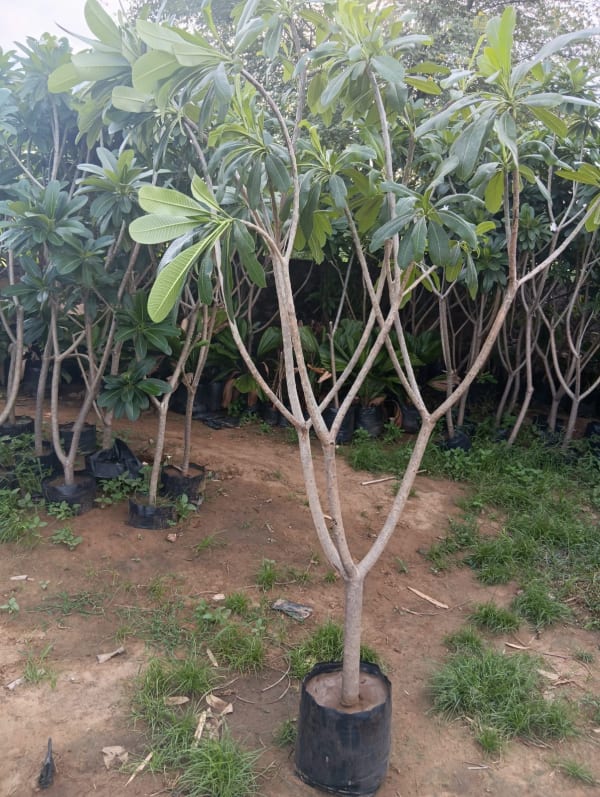 Plant at Deepu Nursery in Jaipur
