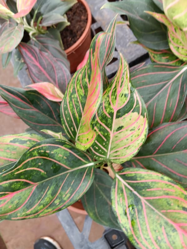 Plant at Deepu Nursery in Jaipur