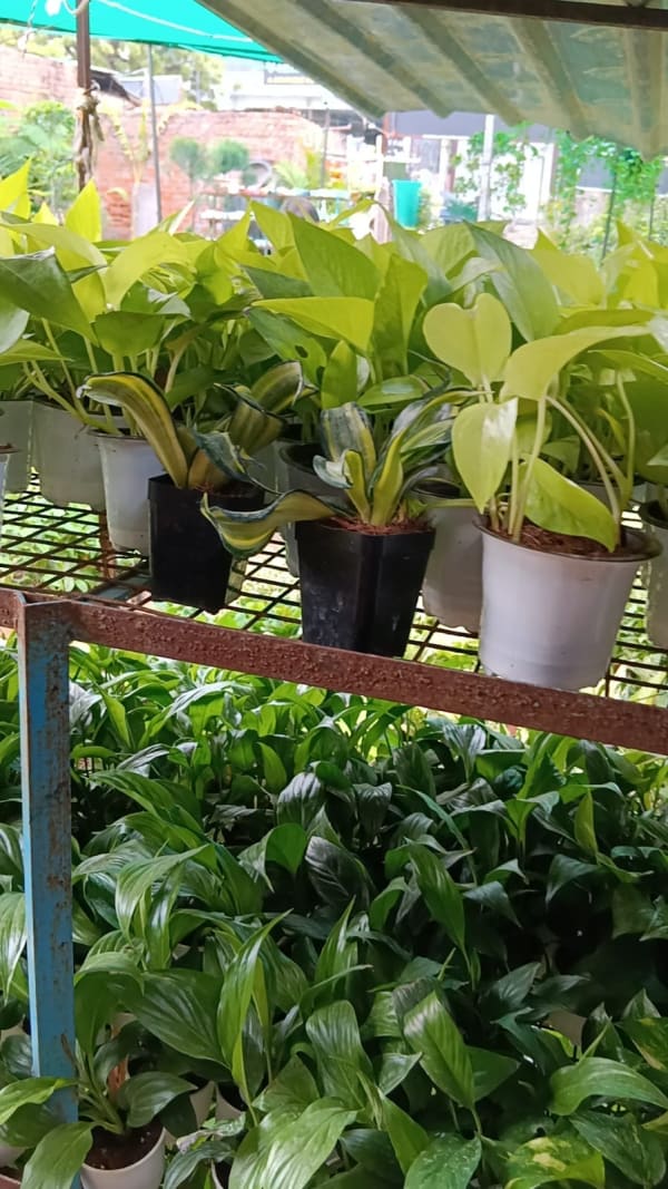 Plant at Deepu Nursery in Jaipur