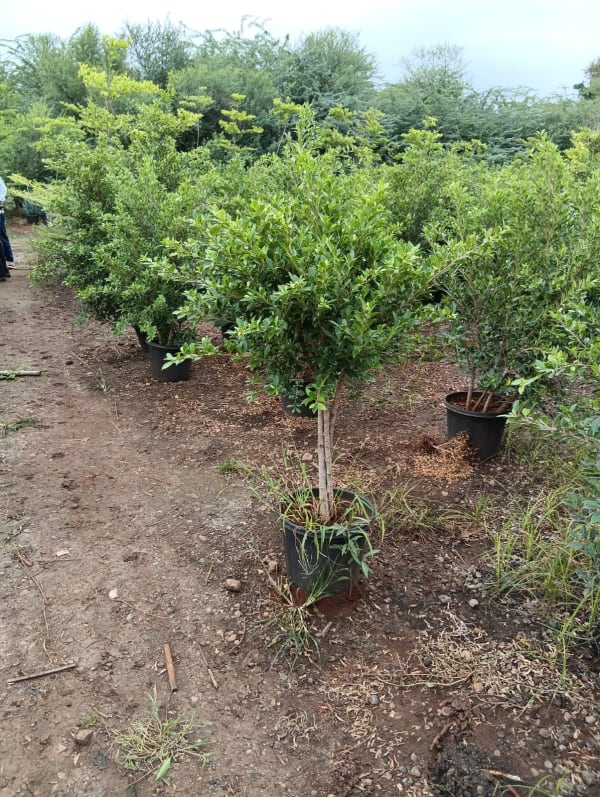 Plant at Deepu Nursery in Jaipur