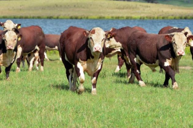 Australia cattle Australia cattle