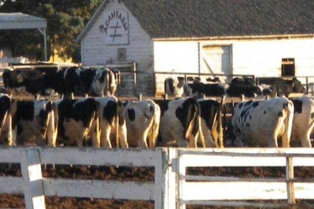 Meadowvale Dairy Meadowvale Dairy