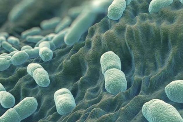 listeriosis outbreak listeriosis outbreak