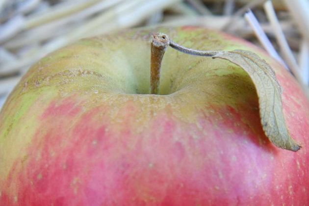 apple apple