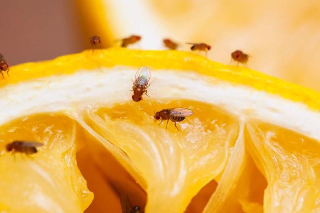 fruit flies fruit flies
