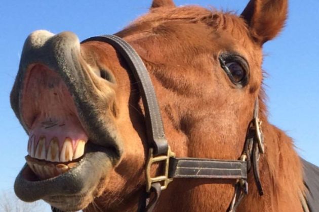 horse horse
