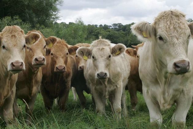 Ireland cattle Ireland cattle