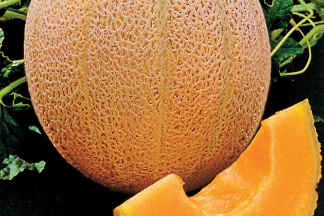 Myanmar melon Myanmar melon