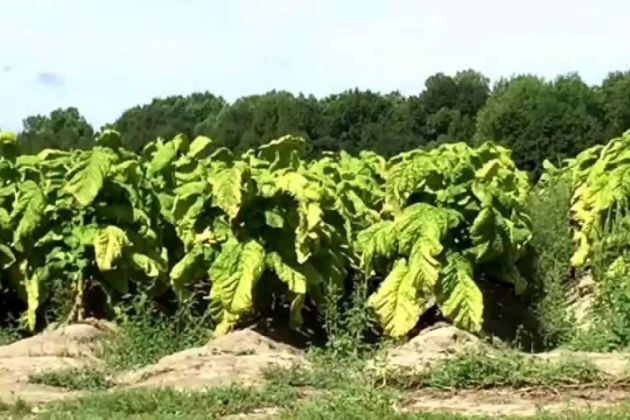 North Carolina tobacco North Carolina tobacco