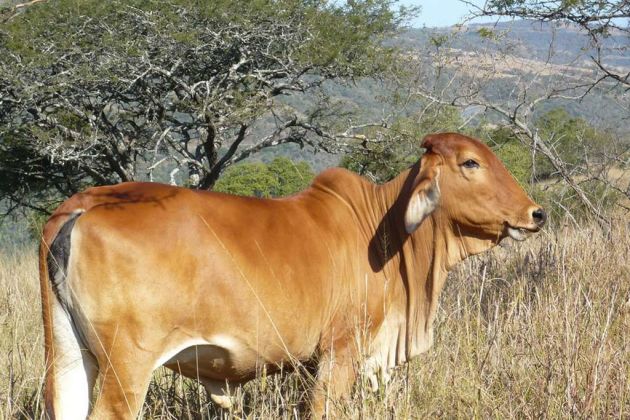 South Africa cow South Africa cow