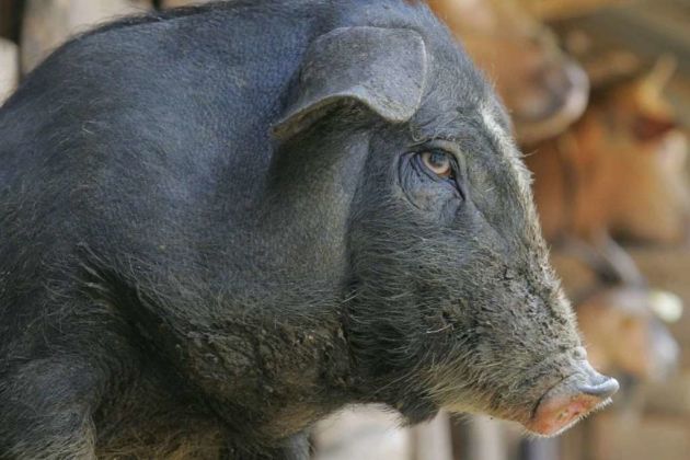 Vietnam pig Vietnam pig