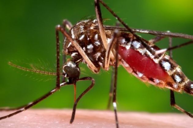 Zika virus Zika virus