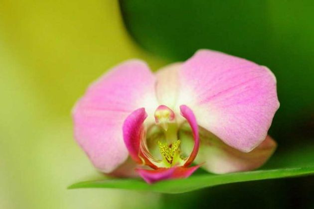 Chicago orchid Chicago orchid