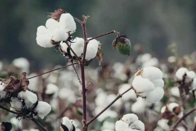 cottonseed cottonseed