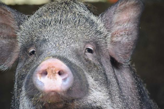 pig pig