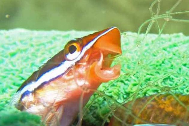 Fang blennies Fang blennies
