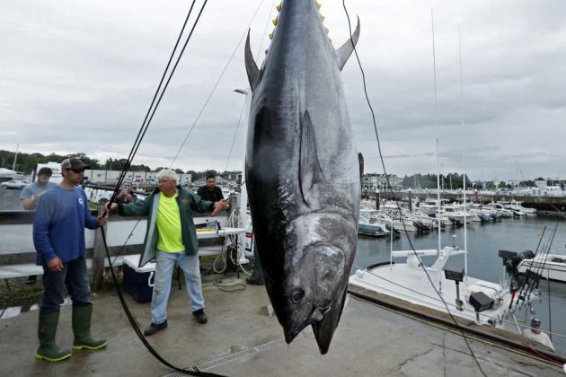 bluefin tuna bluefin tuna