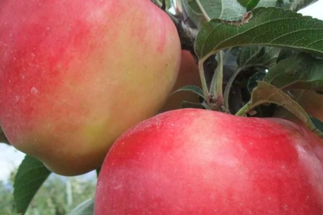 Canadian apple Canadian apple