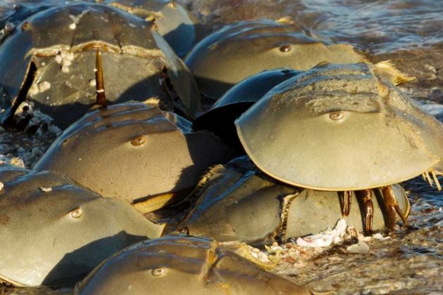 horseshoe crabs horseshoe crabs