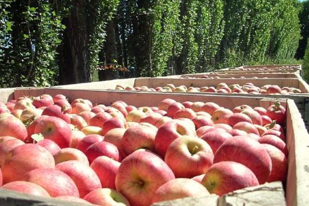 Argentina apples Argentina apples