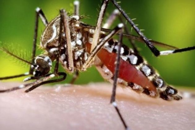 Brazil mosquito Brazil mosquito