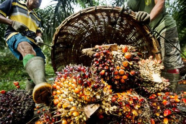 Palm oil Palm oil