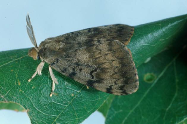 Gypsy moth Gypsy moth